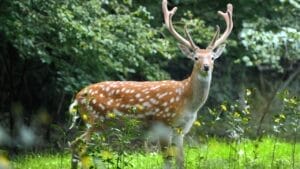 Deer Lifespan: The Longer-Than-Expected Truth 1 Deer Lifespan: The Longer-Than-Expected Truth - whitetail deer ss224632780