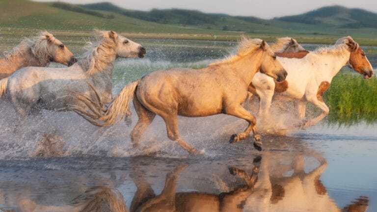 Study Traces the Taming of Modern Horses Back Thousands of Years 5 Study Traces the Taming of Modern Horses Back Thousands of Years - wild horses ss2335336811