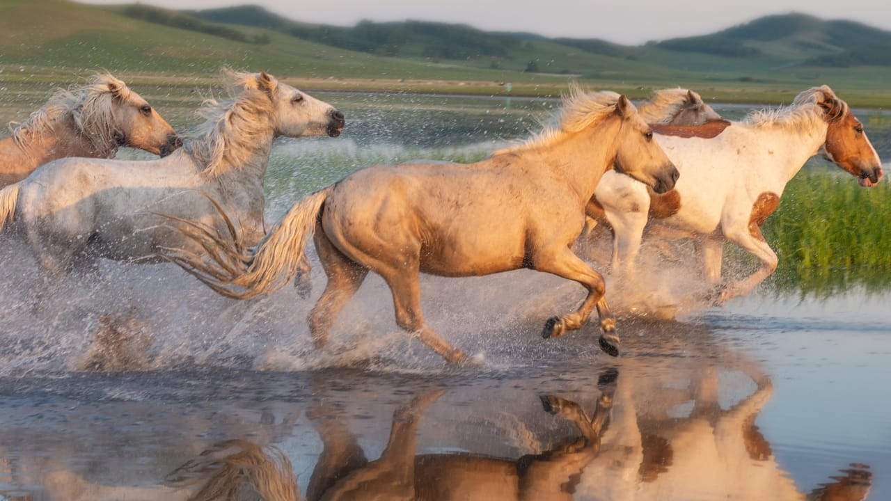 The 10 Worst Horse Breeds for Beginner Riders 10 The 10 Worst Horse Breeds for Beginner Riders - wild horses ss2335336811