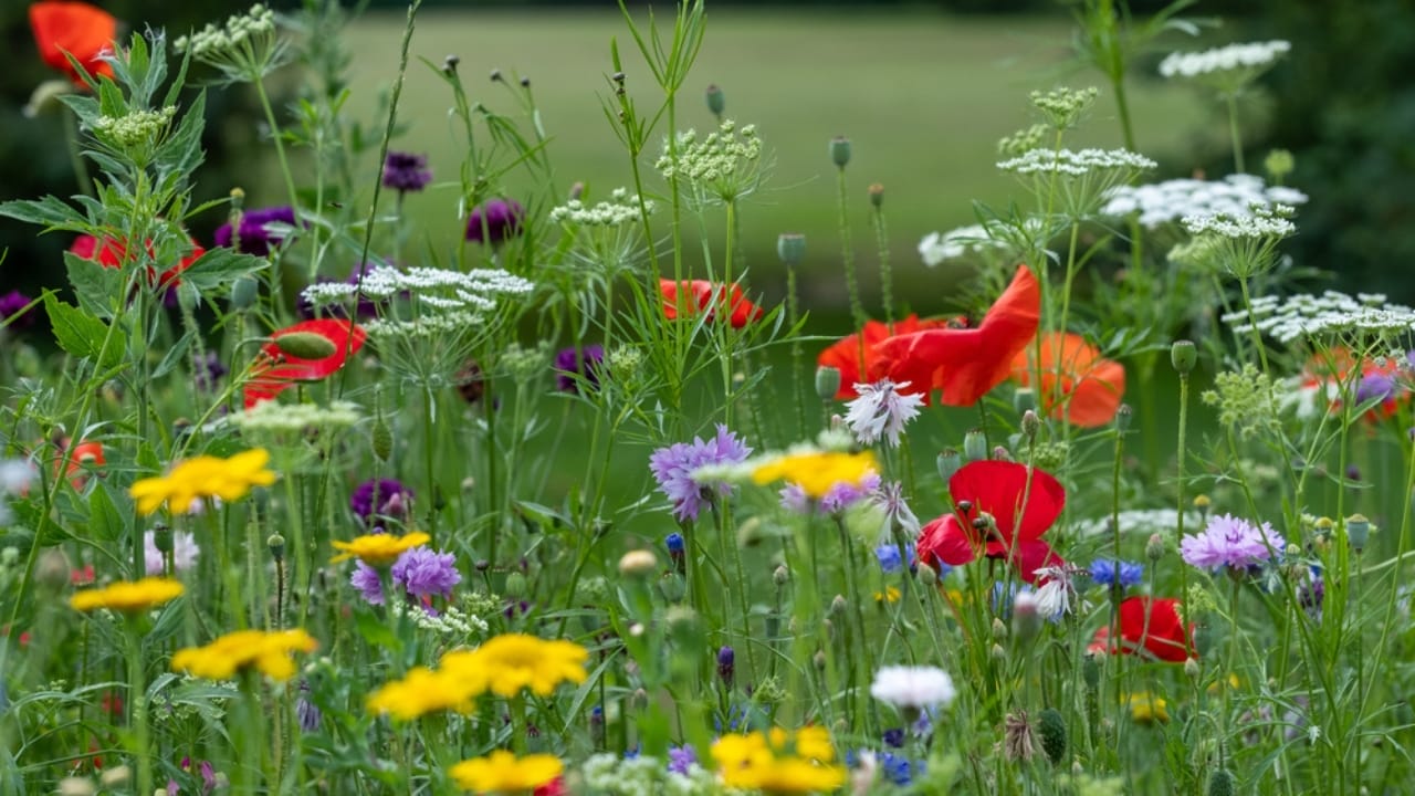 10 Plants to Skip Pruning in October— Here’s Why Timing Matters 8 10 Plants to Skip Pruning in October— Here’s Why Timing Matters - wild flowers for pollinators ss2012523485