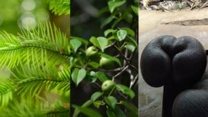 3 Extraordinary Trees: A Fossil Come to Life, a Deadly Canopy & Royal-Worthy Seeds 1 3 Extraordinary Trees: A Fossil Come to Life, a Deadly Canopy & Royal-Worthy Seeds - wollemi pine ss632029406 manchineel ss681770596 coco de mer seed wc