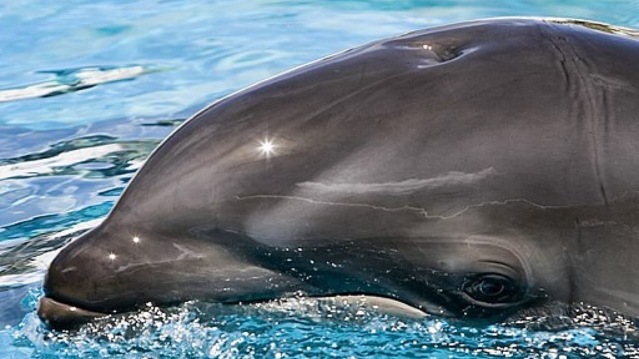 10 Fascinating Real Hybrid Animals You've Probably Never Heard Of 5 10 Fascinating Real Hybrid Animals You've Probably Never Heard Of - wolphin wc