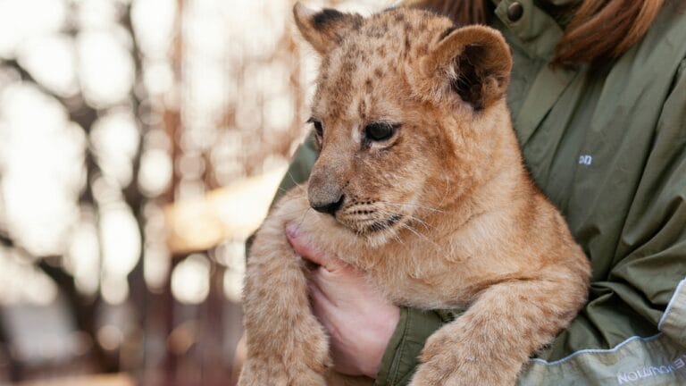 Love Them All You Want, But These Animals are Illegal as Pets in the U.S. 3 Love Them All You Want, But These Animals are Illegal as Pets in the U.S. - woman illegal pet lion ss1925215946