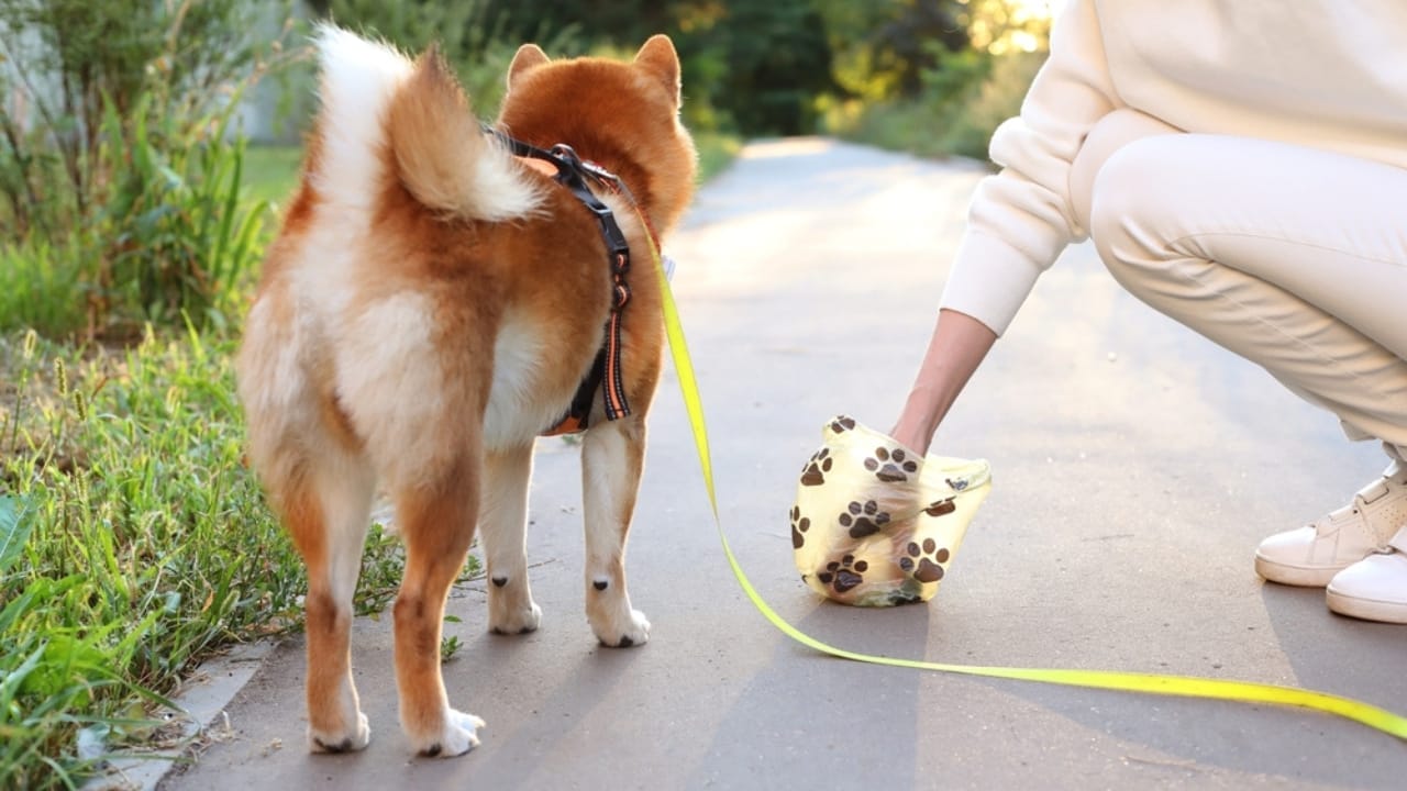 15 Reasons Why Dog Poop is a Serious Health Hazard 15 15 Reasons Why Dog Poop is a Serious Health Hazard - woman cleaning dog poop ss2192798405