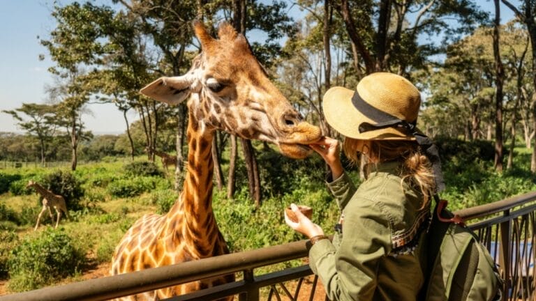 America's Wildlife Wonderlands: The 13 Largest Zoos to Explore - woman feeding giraffe ss2447804695