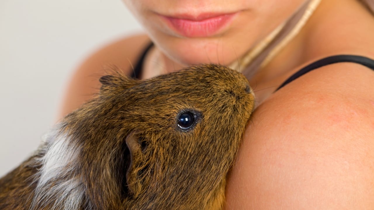 15 Important Facts People Overlook Before Getting a Guinea Pig - woman hugging guinea pig dp50522105
