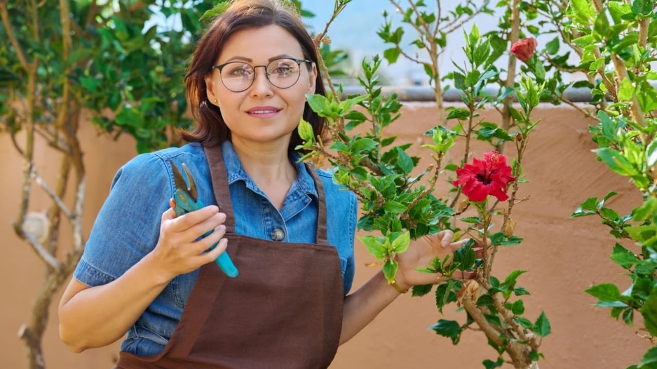 12 Easy Tricks for Thriving Hibiscus Plants - woman pruning hibiscus bush ss2102348104