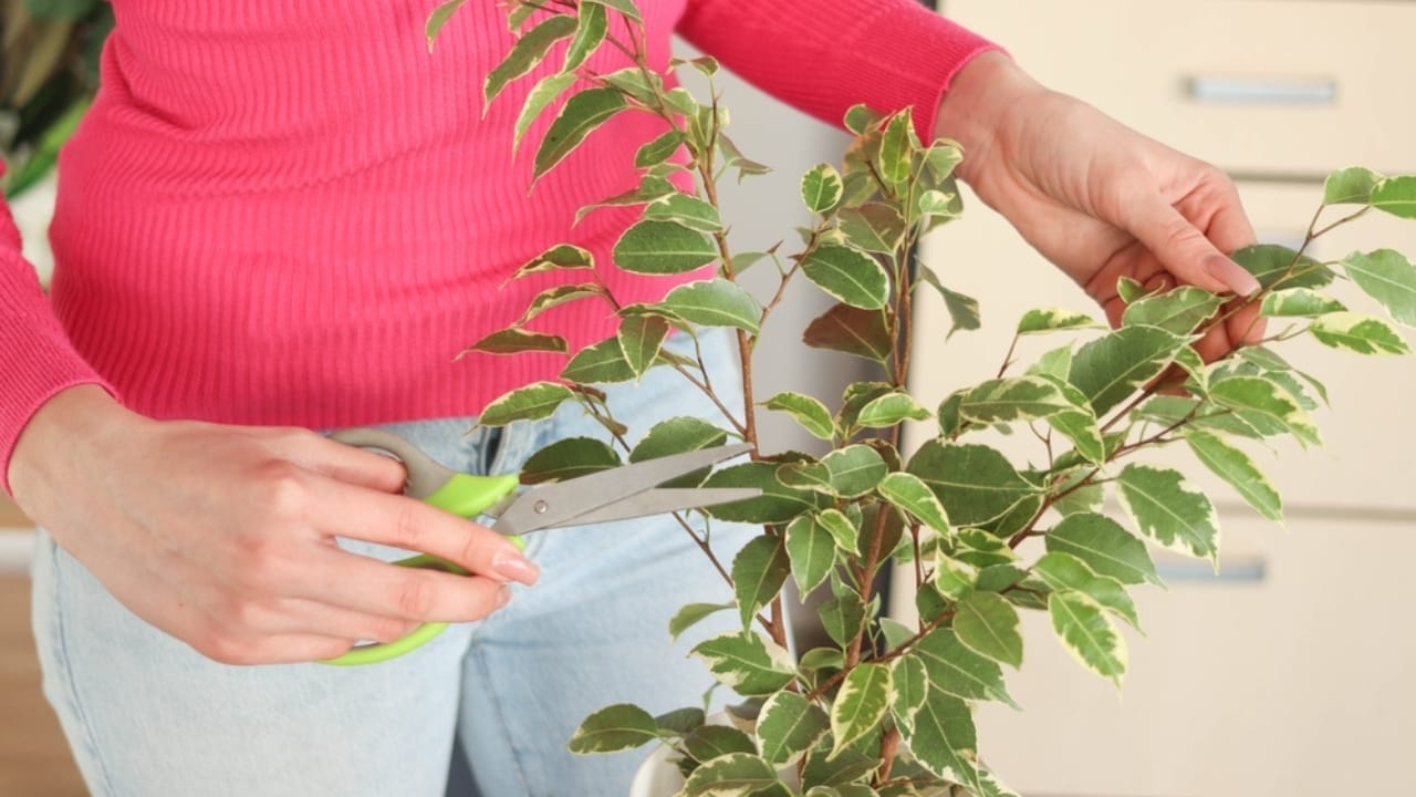 10 Tips for Pruning Your Hibiscus to Ensure Stunning Blooms 11 10 Tips for Pruning Your Hibiscus to Ensure Stunning Blooms - woman pruning indoor ss2456462585