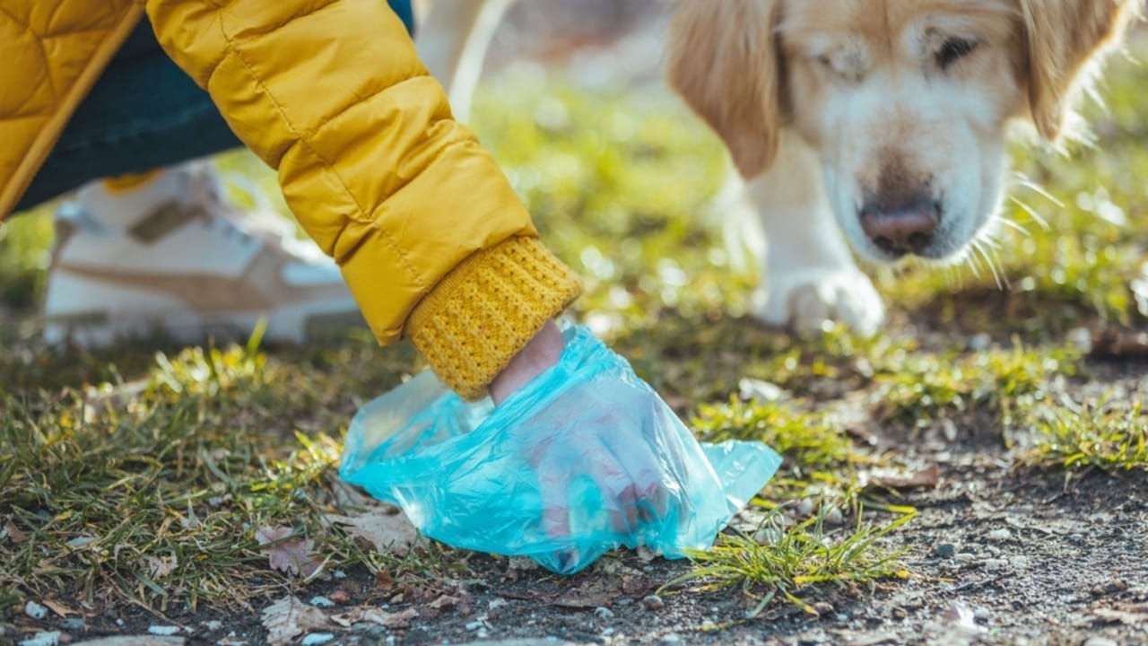 15 Reasons Why Dog Poop is a Serious Health Hazard 12 15 Reasons Why Dog Poop is a Serious Health Hazard - woman scooping dogs poop ss2139668527