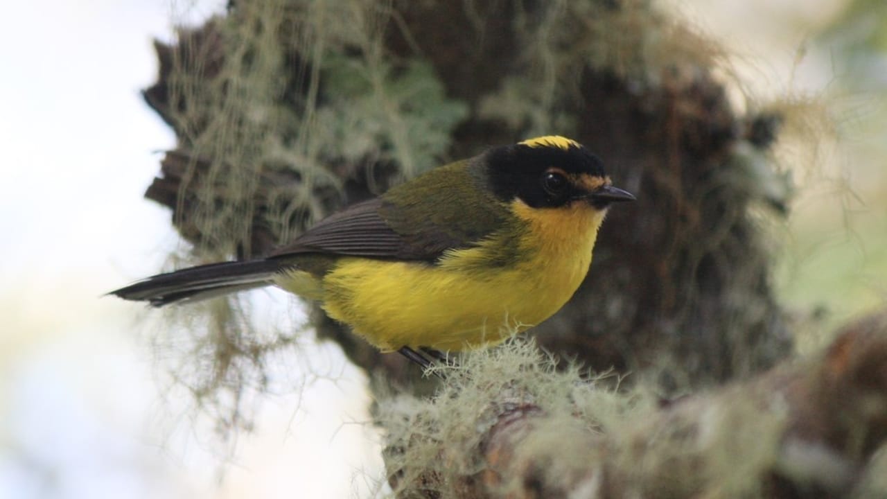 Nature's Golden Crown: 15 Yellow-Headed Birds That Atrract Birdwatchers 16 Nature's Golden Crown: 15 Yellow-Headed Birds That Atrract Birdwatchers - yellow crowned whitestart wc