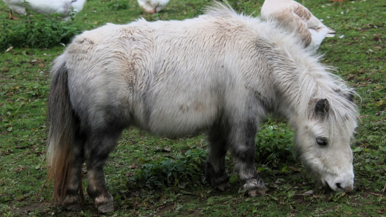 15 Ways Miniature Horses Prove They’re the Cutest with the Biggest Hearts 6 15 Ways Miniature Horses Prove They’re the Cutest with the Biggest Hearts - A view of a miniature Pony ss2395577129