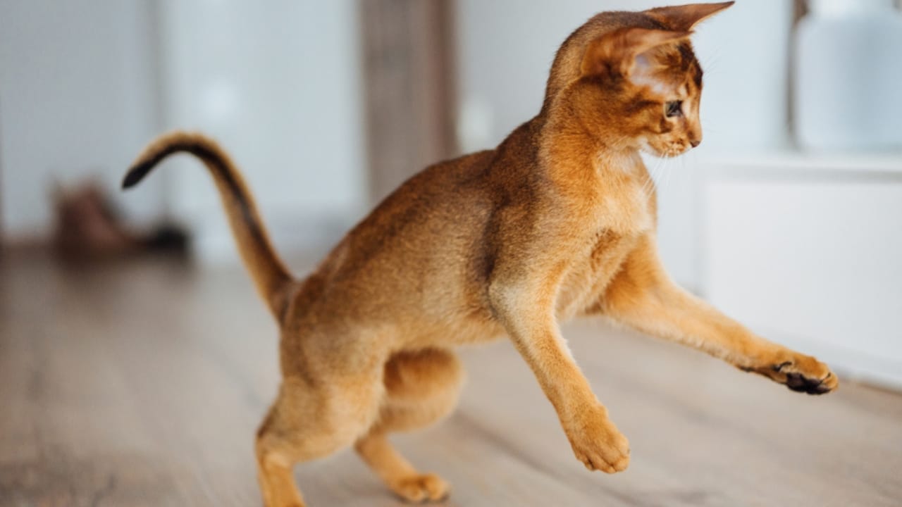 Abyssinian 101: Everything You Need to Know About This Elegant Cat Breed 3 Abyssinian 101: Everything You Need to Know About This Elegant Cat Breed - Abyssinian cat playing ss1462862318