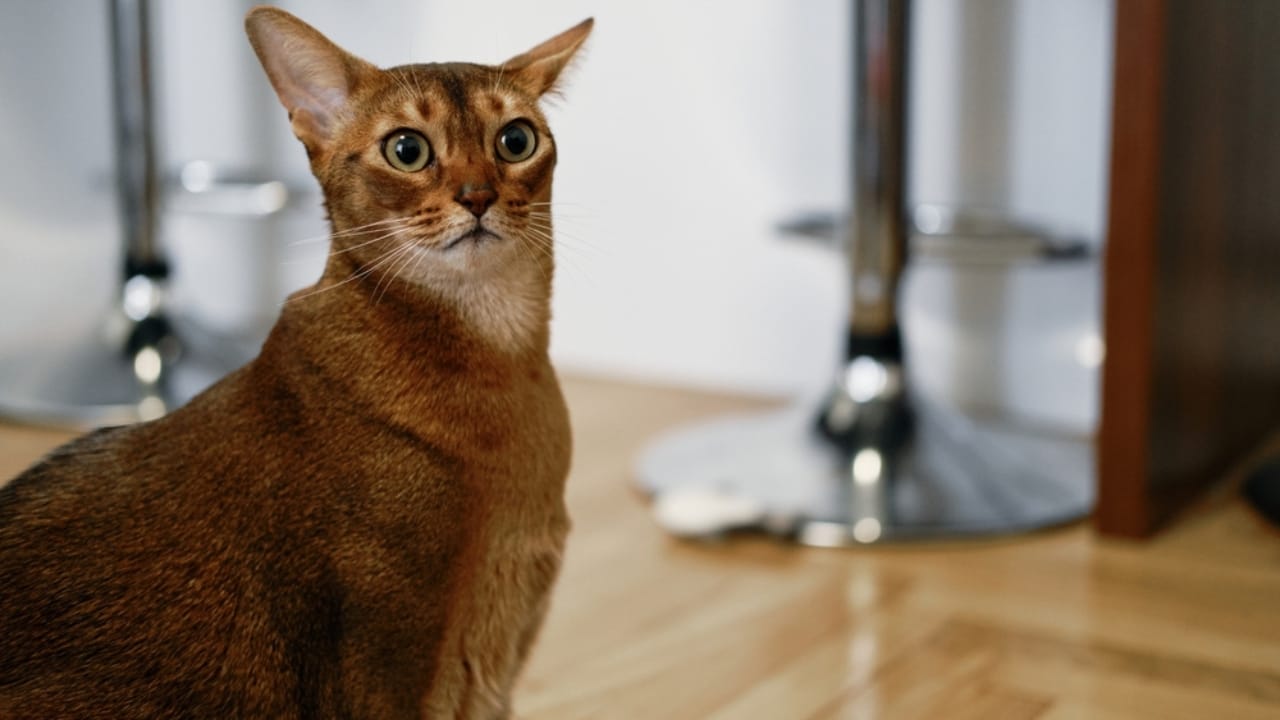 15 Adorable Tabby Cat Breeds to Bring Home Today 5 15 Adorable Tabby Cat Breeds to Bring Home Today - Abyssinian cat ss2504897783