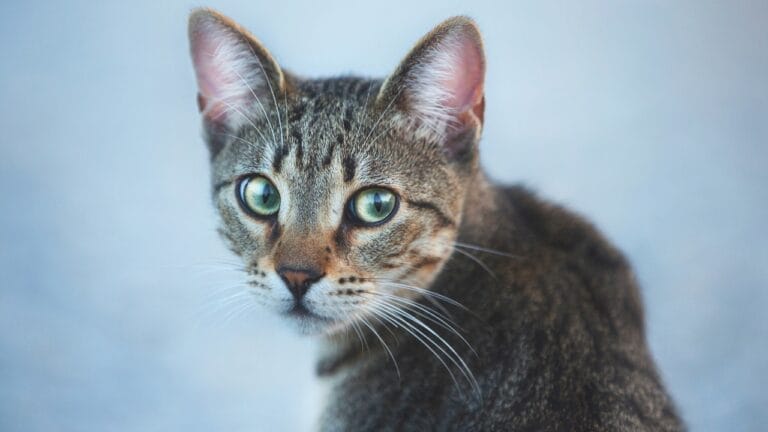 Meet Your New Best Friend: The Affectionate & Playful Aegean Cat 5 Meet Your New Best Friend: The Affectionate & Playful Aegean Cat - Aegean Stray gray cat ss2401224113