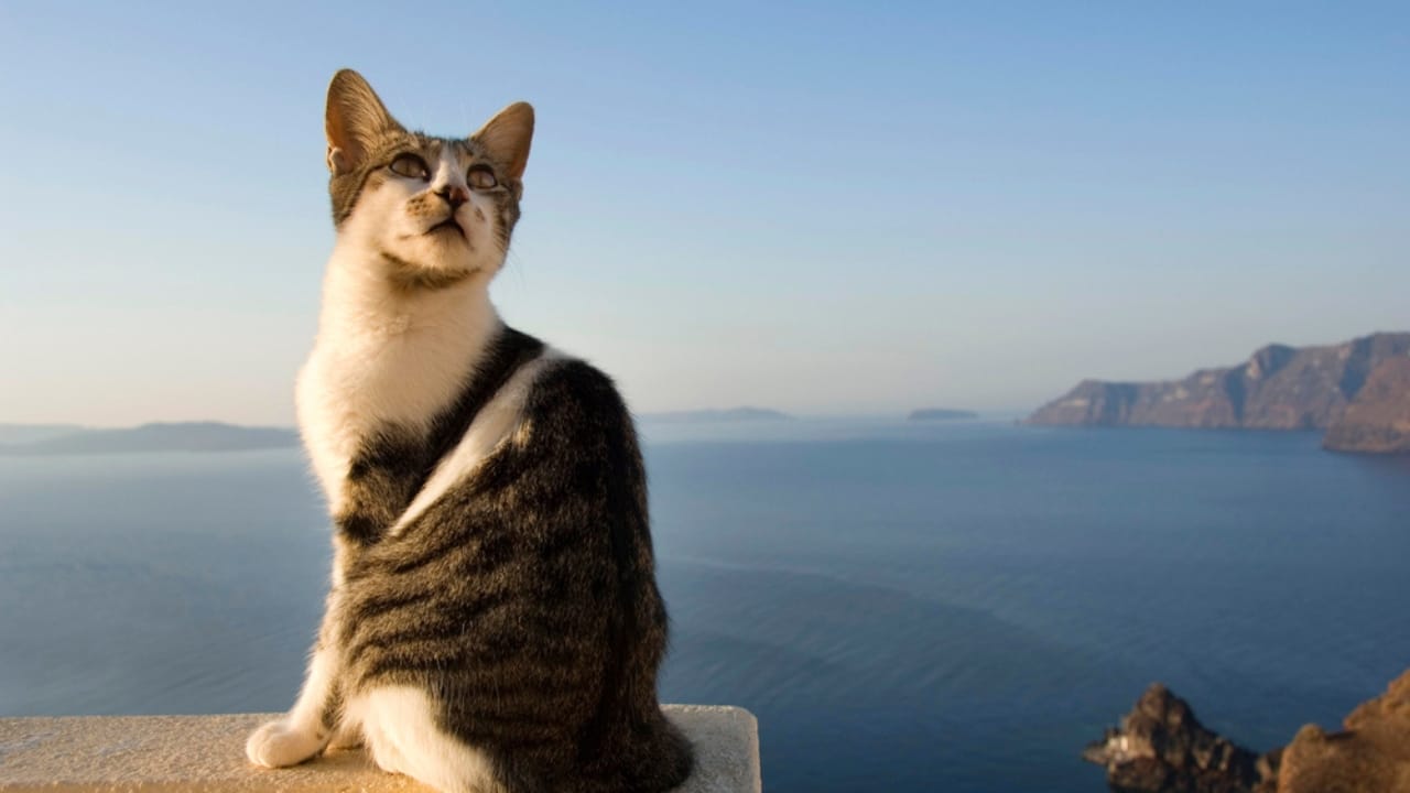 Meet Your New Best Friend: The Affectionate & Playful Aegean Cat 4 Meet Your New Best Friend: The Affectionate & Playful Aegean Cat - Aegean cat in the sea ss1646165956