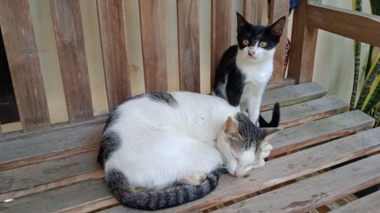 Meet Your New Best Friend: The Affectionate & Playful Aegean Cat 5 Meet Your New Best Friend: The Affectionate & Playful Aegean Cat - Aegean cat rest 2292203779