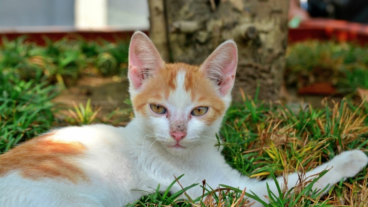 Meet Your New Best Friend: The Affectionate & Playful Aegean Cat 3 Meet Your New Best Friend: The Affectionate & Playful Aegean Cat - Aegean cat resting in a park ss2158764743