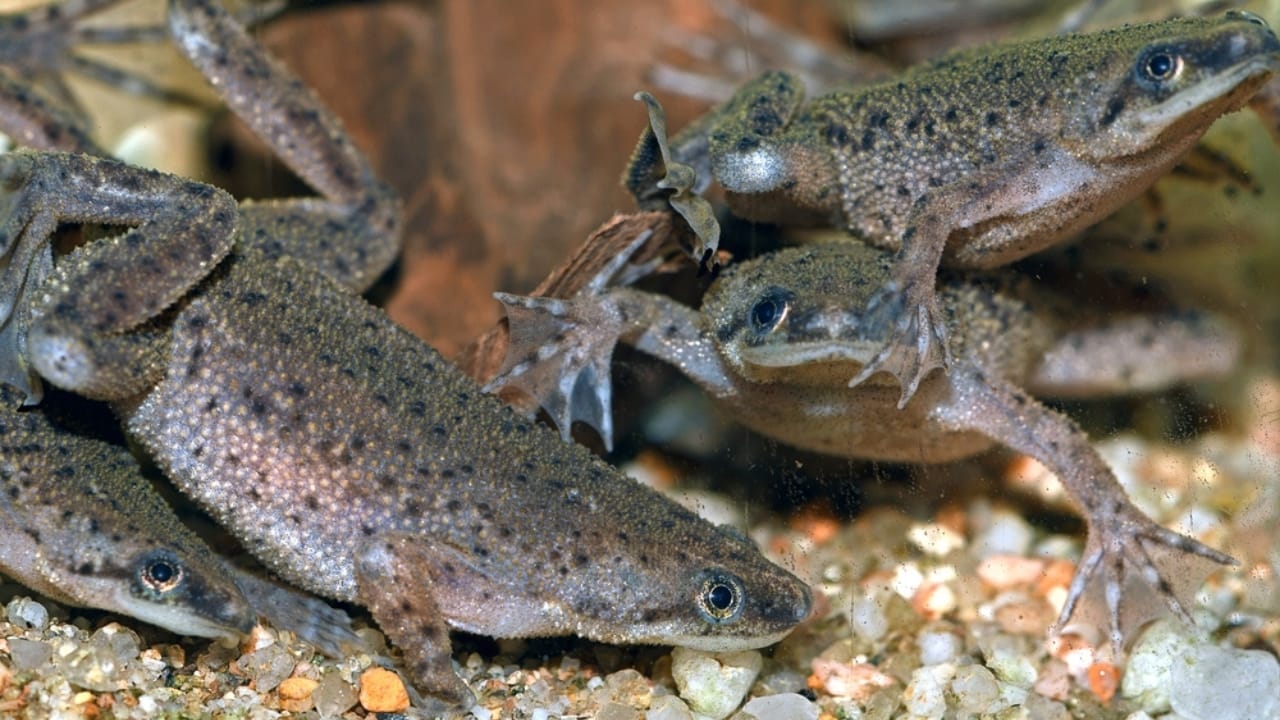 First Pet? 13 Easygoing Pets Perfect for Beginners 13 First Pet? 13 Easygoing Pets Perfect for Beginners - African Dwarf Frogs ss2407577187
