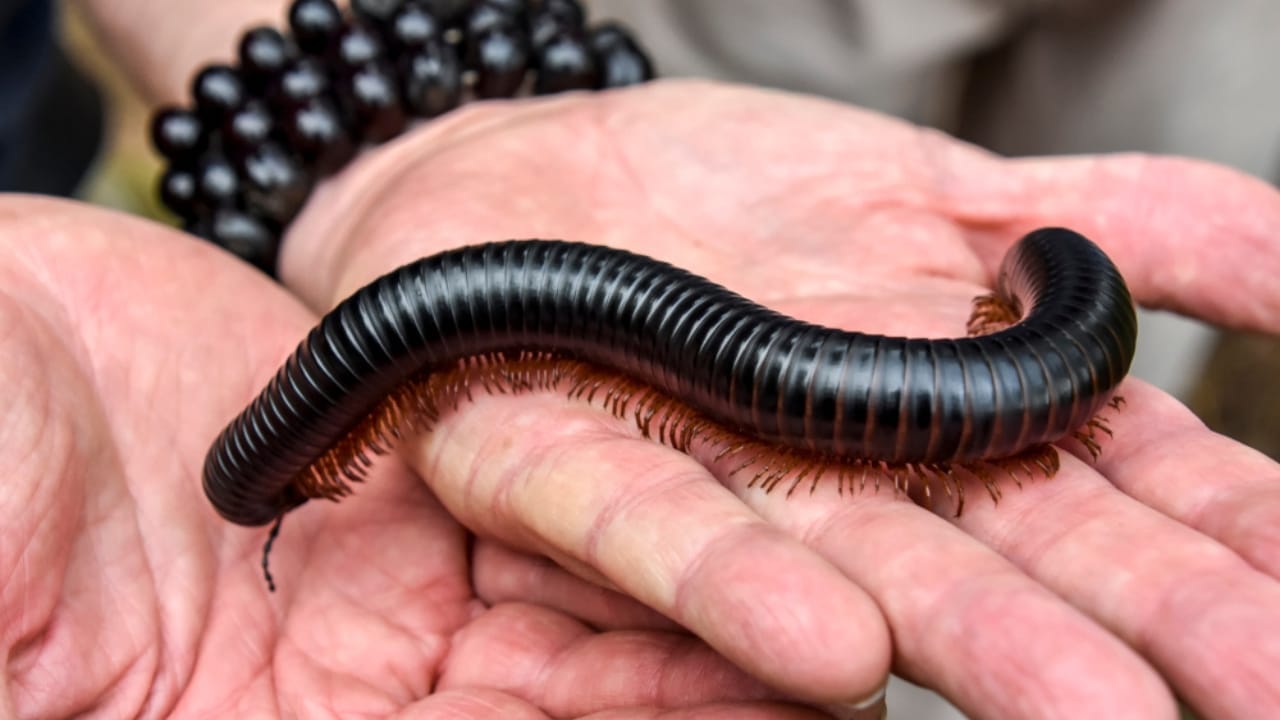 15 Insects You’d Never Expect to Make Awesome Pets 11 15 Insects You’d Never Expect to Make Awesome Pets - African Giant Millipede ss1078425686