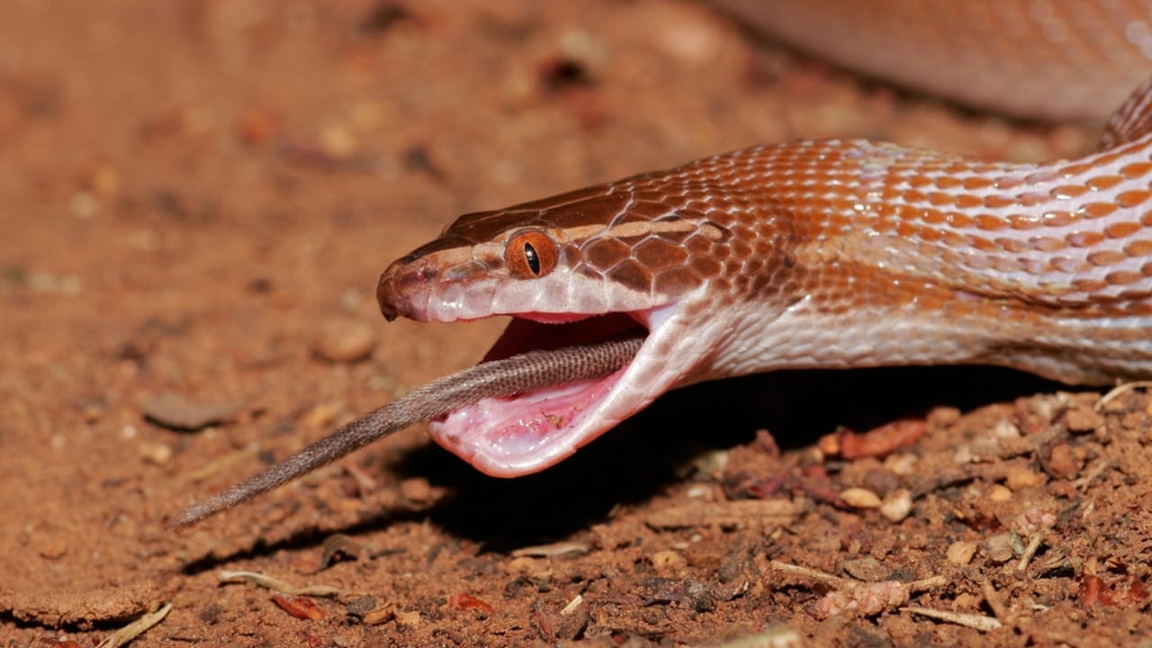 10 Surprisingly Friendly Snakes from Around the World 16 10 Surprisingly Friendly Snakes from Around the World - African House Snake dp4761926