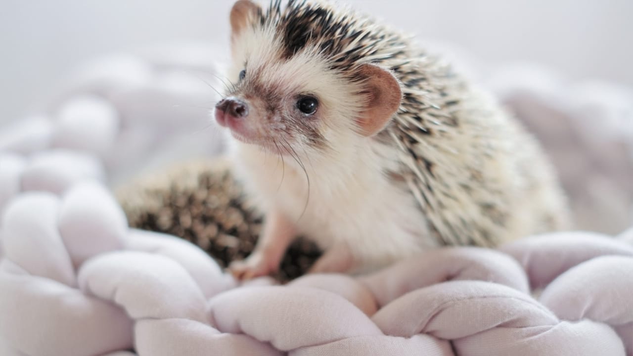15 Hedgehog Facts That Prove They’re More Than Just Adorable Little Spikes 15 15 Hedgehog Facts That Prove They’re More Than Just Adorable Little Spikes - African Pygmy Hedgehog dp460848526