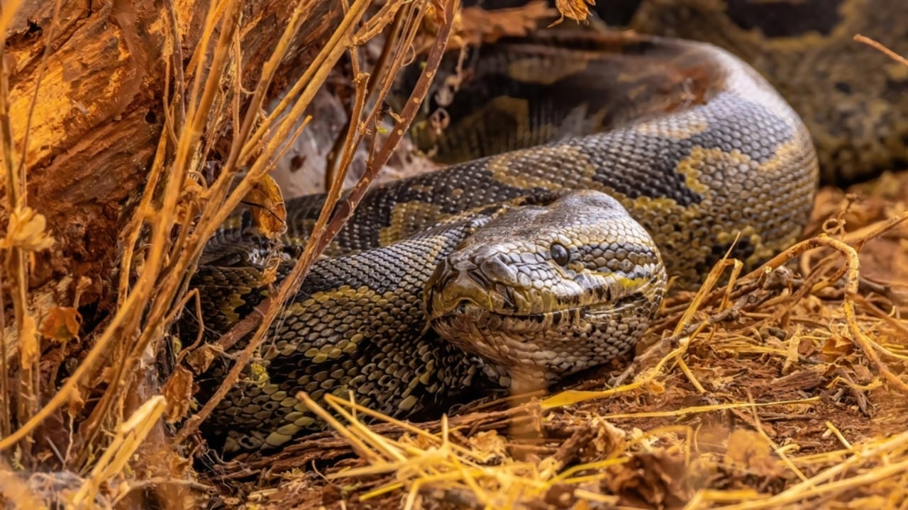 9 Animals Too Dangerous to Be Pets—But People Have Tried Anyway 4 9 Animals Too Dangerous to Be Pets—But People Have Tried Anyway - African Rock Pythons ss2382393309