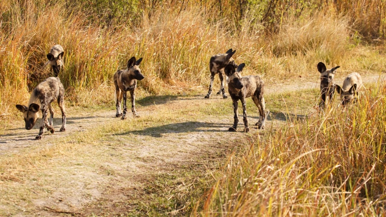 15 Animals That Find Their Happiness in Togetherness 10 15 Animals That Find Their Happiness in Togetherness - African Wild Dogs dp48716039