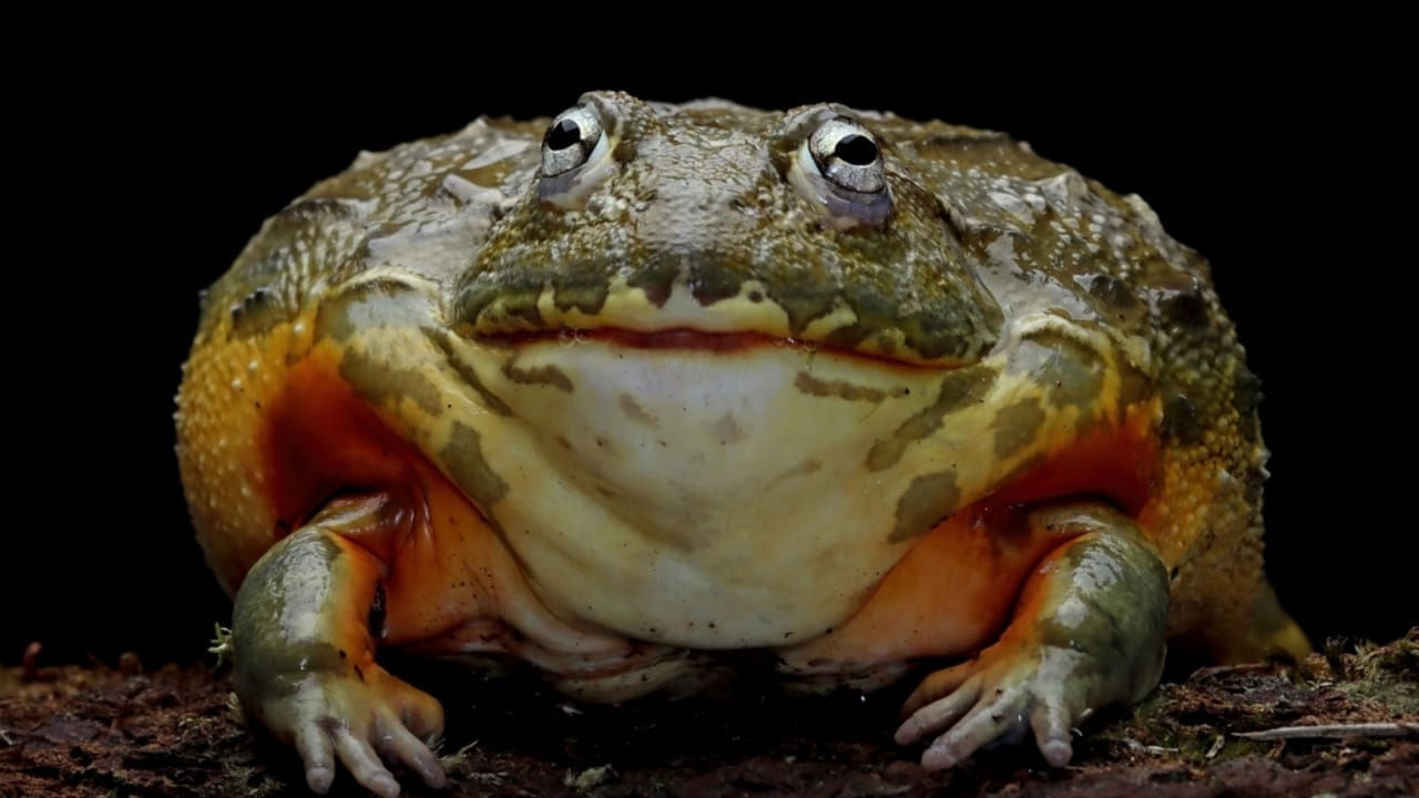 12 Predators Contributing to the Hummingbird Population Decline 6 12 Predators Contributing to the Hummingbird Population Decline - African bullfrog ss2268951951