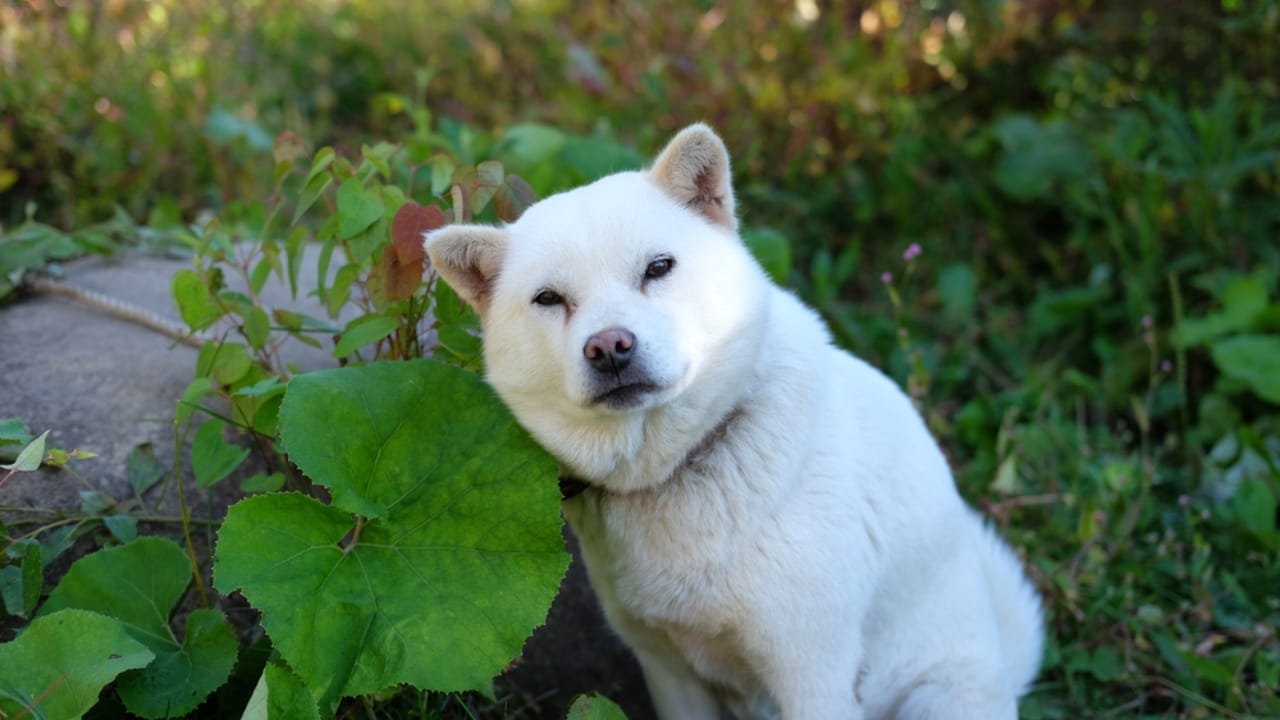 10 Heartwarming Dog Breeds from Japan You Didn’t Know You Needed in Your Life 9 10 Heartwarming Dog Breeds from Japan You Didn’t Know You Needed in Your Life - Ainu Dog ss1718684425