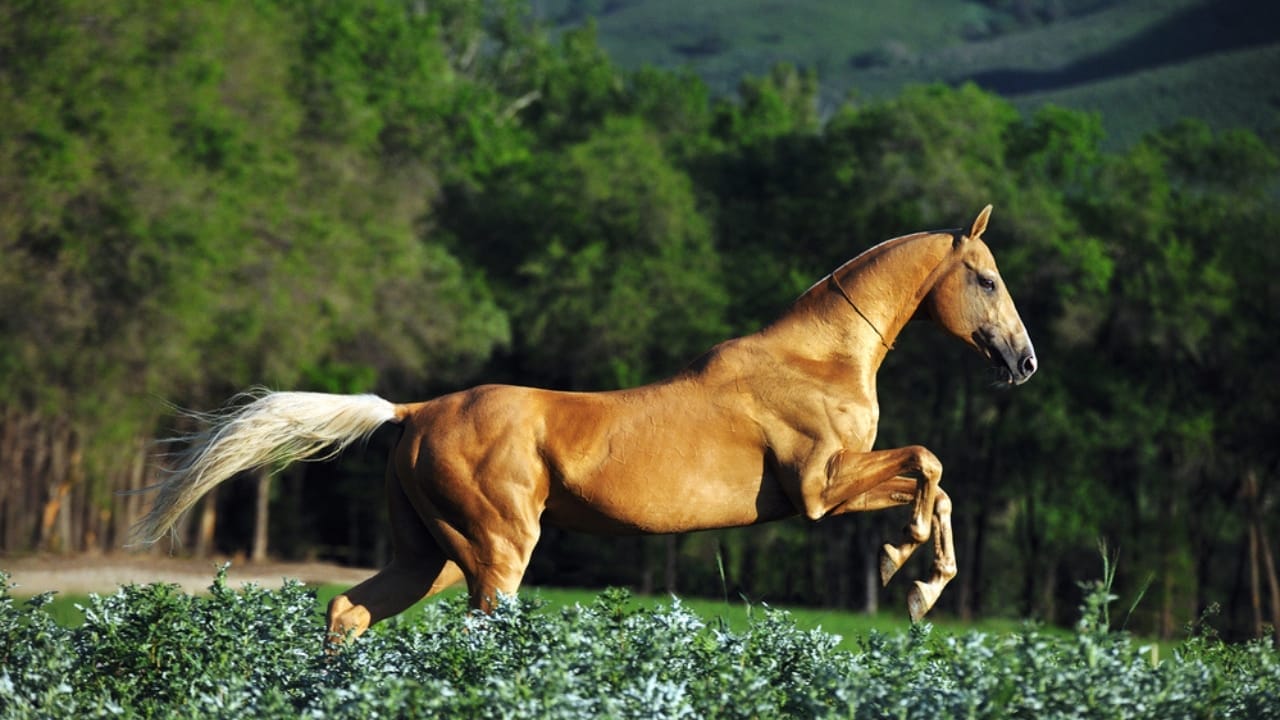 15 Top Racing Horse Breeds That Redefine Track Dominance 6 15 Top Racing Horse Breeds That Redefine Track Dominance - Akhal Teke dp359915796