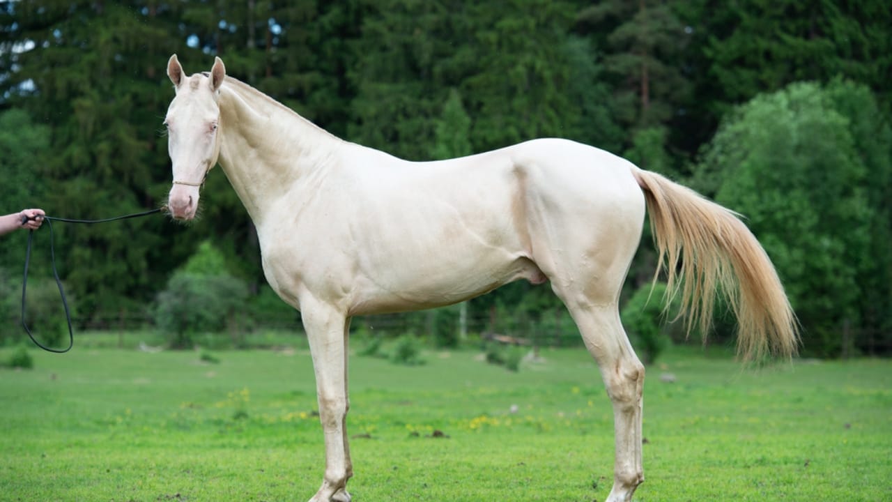 The Top 10 Most Dangerous Horse Breeds You Should Watch Out For 3 The Top 10 Most Dangerous Horse Breeds You Should Watch Out For - Akhal Tekes dp475148270