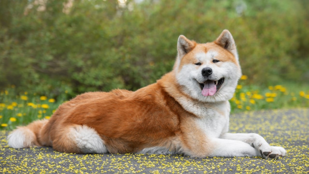 18 Fiercely Loyal Dog Breeds That are Natural Protectors - Akita Inu dog dp690040362