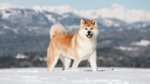 10 Heartwarming Dog Breeds from Japan You Didn’t Know You Needed in Your Life 1 10 Heartwarming Dog Breeds from Japan You Didn’t Know You Needed in Your Life - Akita Inu dog ss2143890005