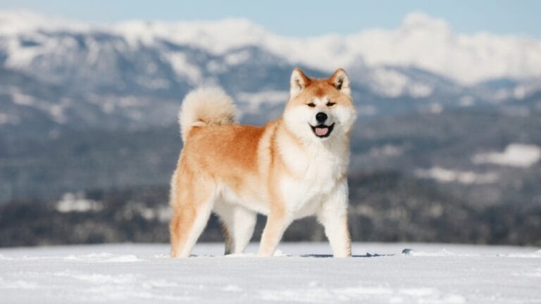10 Heartwarming Dog Breeds from Japan You Didn’t Know You Needed in Your Life 4 10 Heartwarming Dog Breeds from Japan You Didn’t Know You Needed in Your Life - Akita Inu dog ss2143890005