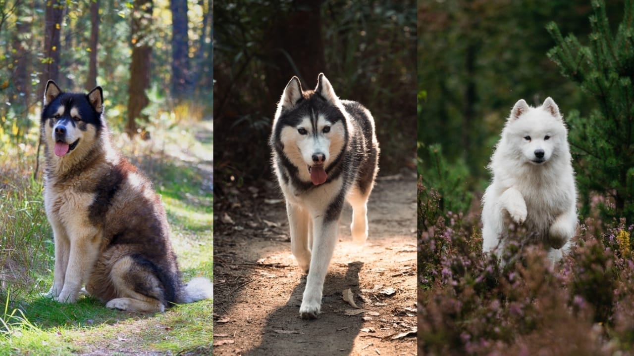 Malamute vs. Husky vs. Samoyed: How to Choose the Right Dog for You 2 Malamute vs. Husky vs. Samoyed: How to Choose the Right Dog for You - Alaskan Malamute ss2253673251 Siberian Husky ss2305500579 Samoyed ss2509860799