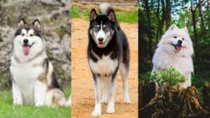 Malamute vs. Husky vs. Samoyed: How to Choose the Right Dog for You 1 Malamute vs. Husky vs. Samoyed: How to Choose the Right Dog for You - Alaskan Malamute ss2298528407 Siberian Husky ss2361483419 Samoyed ss2490459567