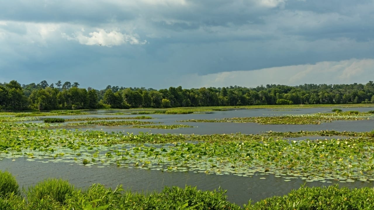 The 10 Most Alligator-Infested Lakes in the U.S. 11 The 10 Most Alligator-Infested Lakes in the U.S. - Alligator Lake Florida ss2324857681