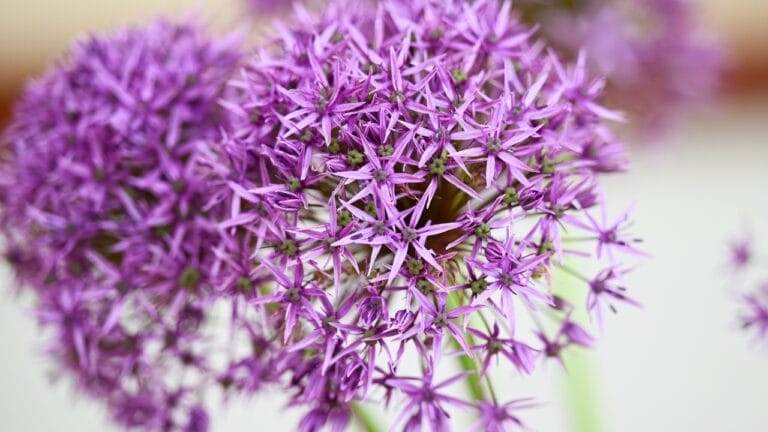 8 Winter Bulbs to Plant Now for a Blooming Spring Garden 8 8 Winter Bulbs to Plant Now for a Blooming Spring Garden - Allium Giant Christophii Star of Persia or Persian onion ss2463984011