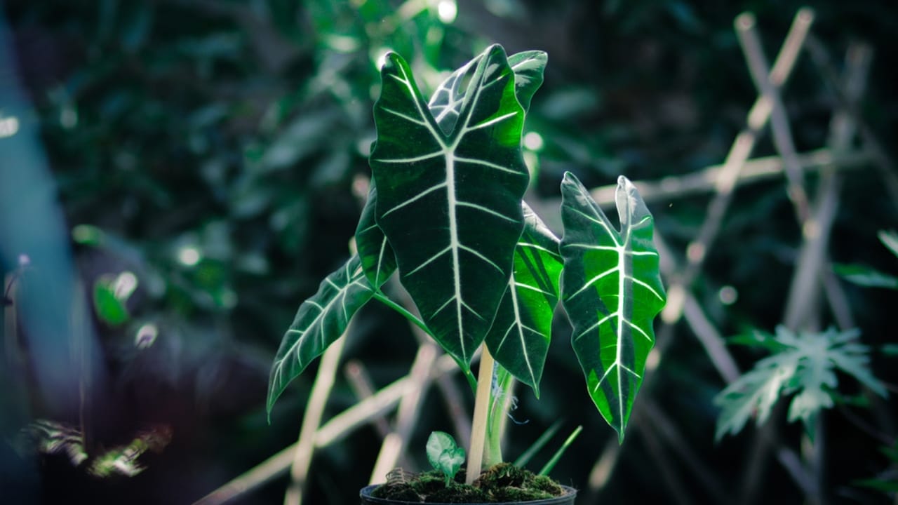 Forget Tiny Succulents— These 12 Big-Leaved Beauties are Taking Over Homes 10 Forget Tiny Succulents— These 12 Big-Leaved Beauties are Taking Over Homes - Alocasia Polly dp535841090