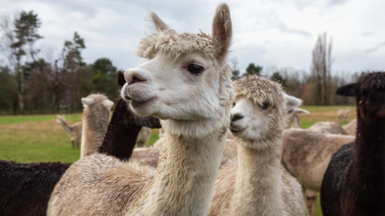 Meet the Stars of the Farm: 15 Animals Everyone’s Obsessed With 14 Meet the Stars of the Farm: 15 Animals Everyone’s Obsessed With - Alpacas dp234665318