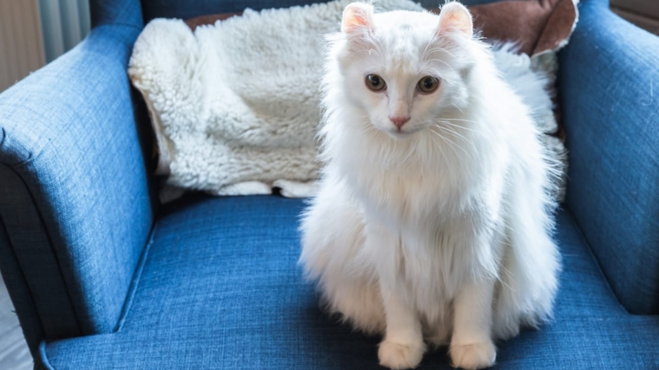 Curled Ears, Straight-Up Charm, The American Curl Might Be Your Purrfect Match 2 Curled Ears, Straight-Up Charm, The American Curl Might Be Your Purrfect Match - American Curl White cat ss2477188285