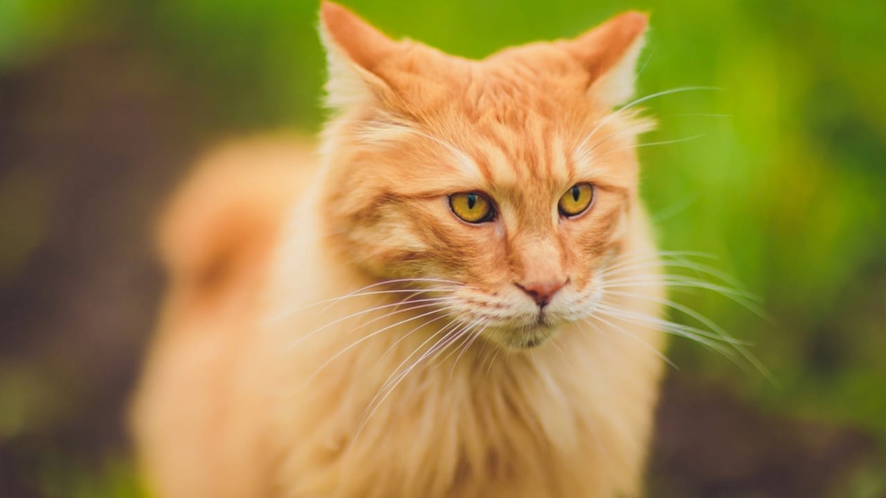 15 Adorable Tabby Cat Breeds to Bring Home Today 12 15 Adorable Tabby Cat Breeds to Bring Home Today - American Bobtail dp291454732