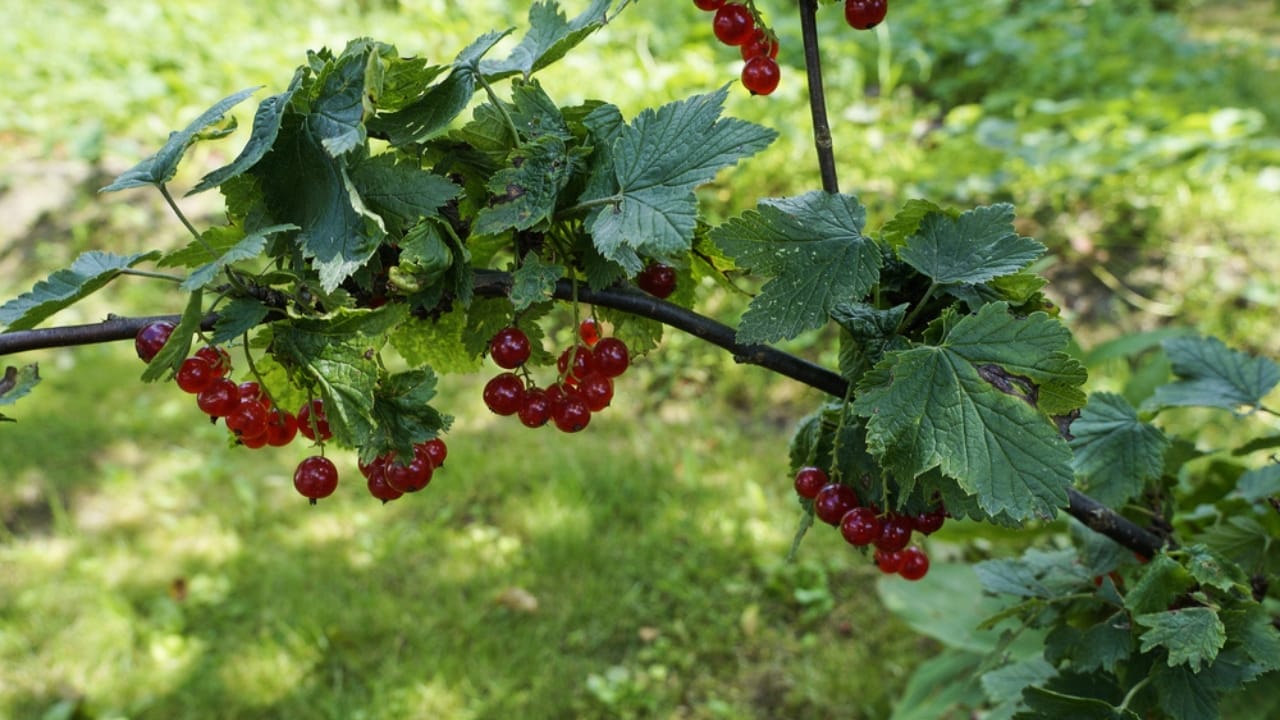 Robins Love These 10 Shrubs & Trees—Plant Them for Year-Round Visits 10 Robins Love These 10 Shrubs & Trees—Plant Them for Year-Round Visits - American Cranberrybush dp530340176