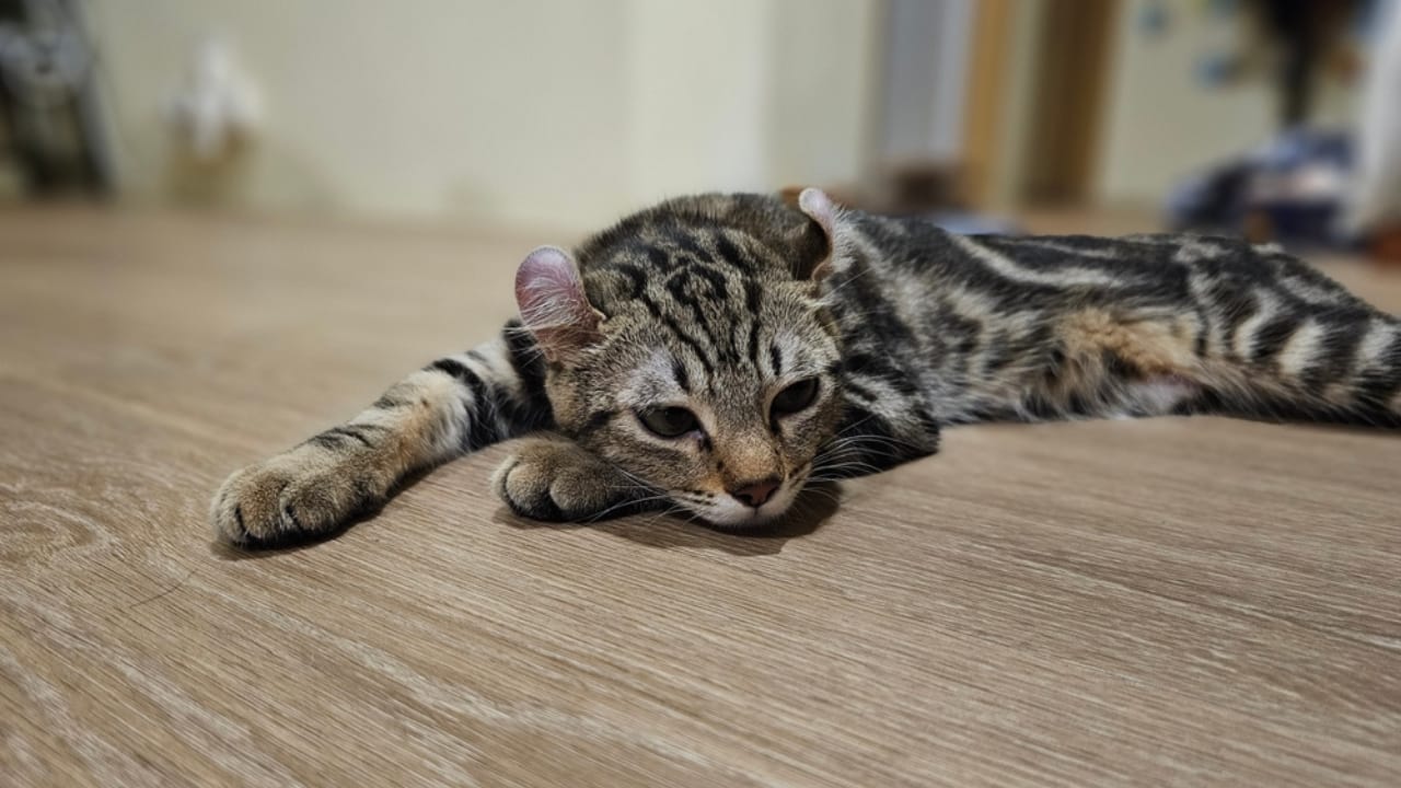 Curled Ears, Straight-Up Charm, The American Curl Might Be Your Purrfect Match 5 Curled Ears, Straight-Up Charm, The American Curl Might Be Your Purrfect Match - American Curl Cat Chilling ss2457774547