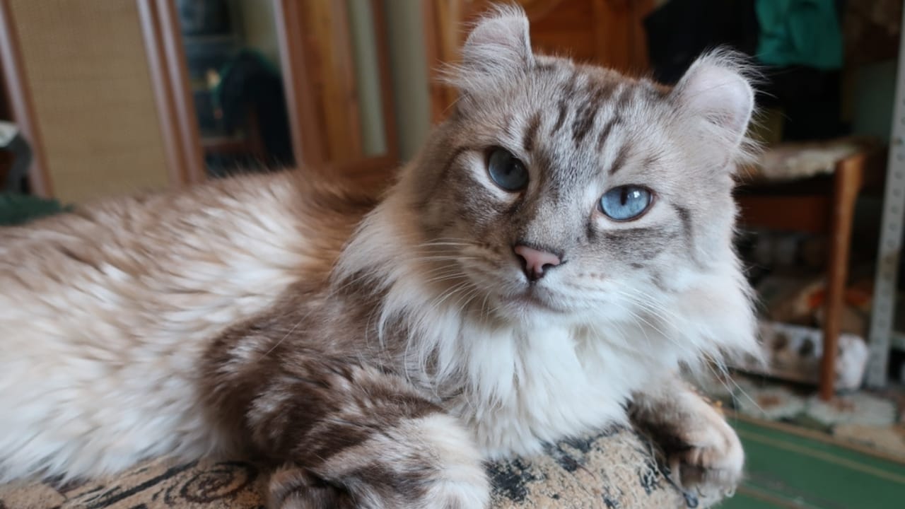 15 Miniature Cat Breeds that Prove Big Attitudes Come in Small Packages 6 15 Miniature Cat Breeds that Prove Big Attitudes Come in Small Packages - American Curl Cat ss2288211585