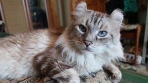 Curled Ears, Straight-Up Charm, The American Curl Might Be Your Purrfect Match 1 Curled Ears, Straight-Up Charm, The American Curl Might Be Your Purrfect Match - American Curl cat ss2288211585 1