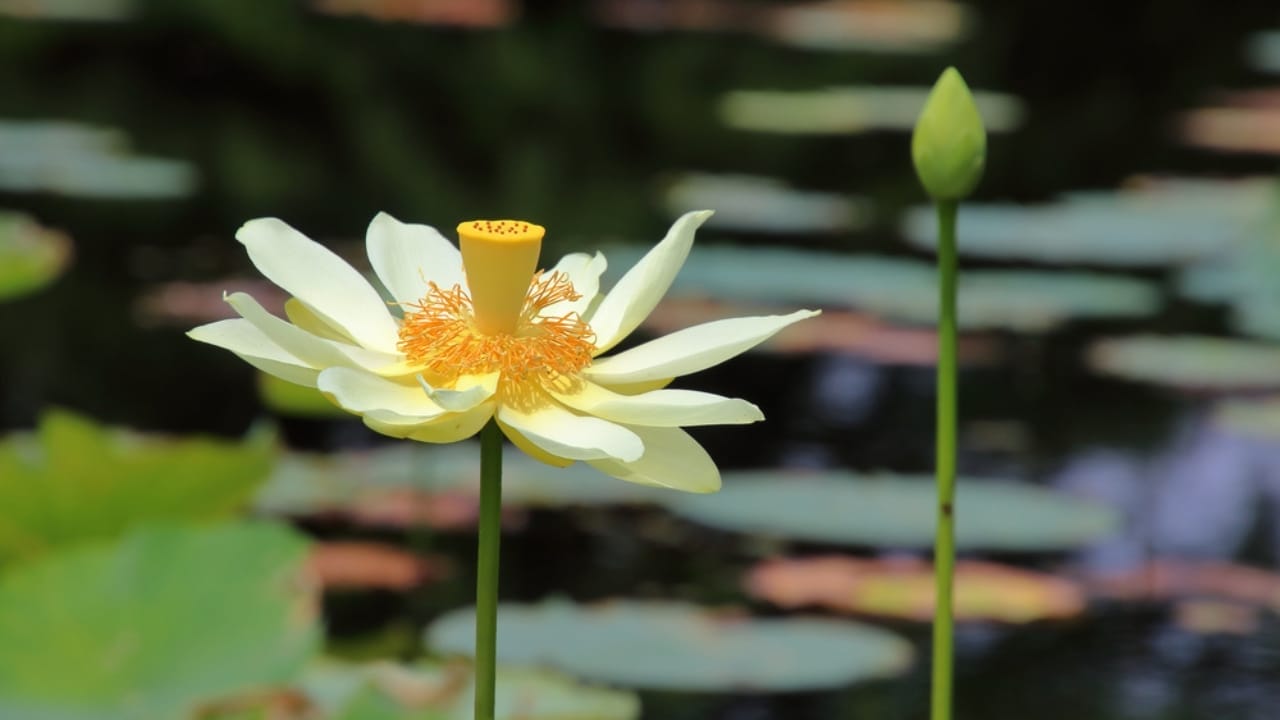 How to Cultivate the Elegant Lotus Flower & Find the Best Seeds 6 How to Cultivate the Elegant Lotus Flower & Find the Best Seeds - American Lotus Flower ss1983071300