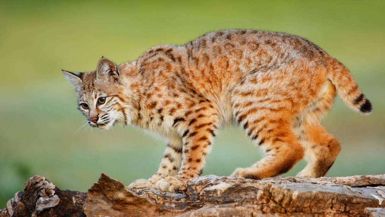 11 Adorable Cat Breeds with Bobbed & Stubby Tails -