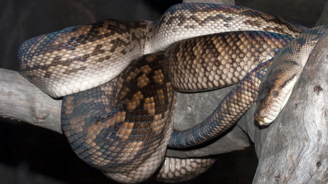 America’s Largest Snakes: 12 Giants of Epic Proportions 9 America’s Largest Snakes: 12 Giants of Epic Proportions - Amethystine Python dp468770814