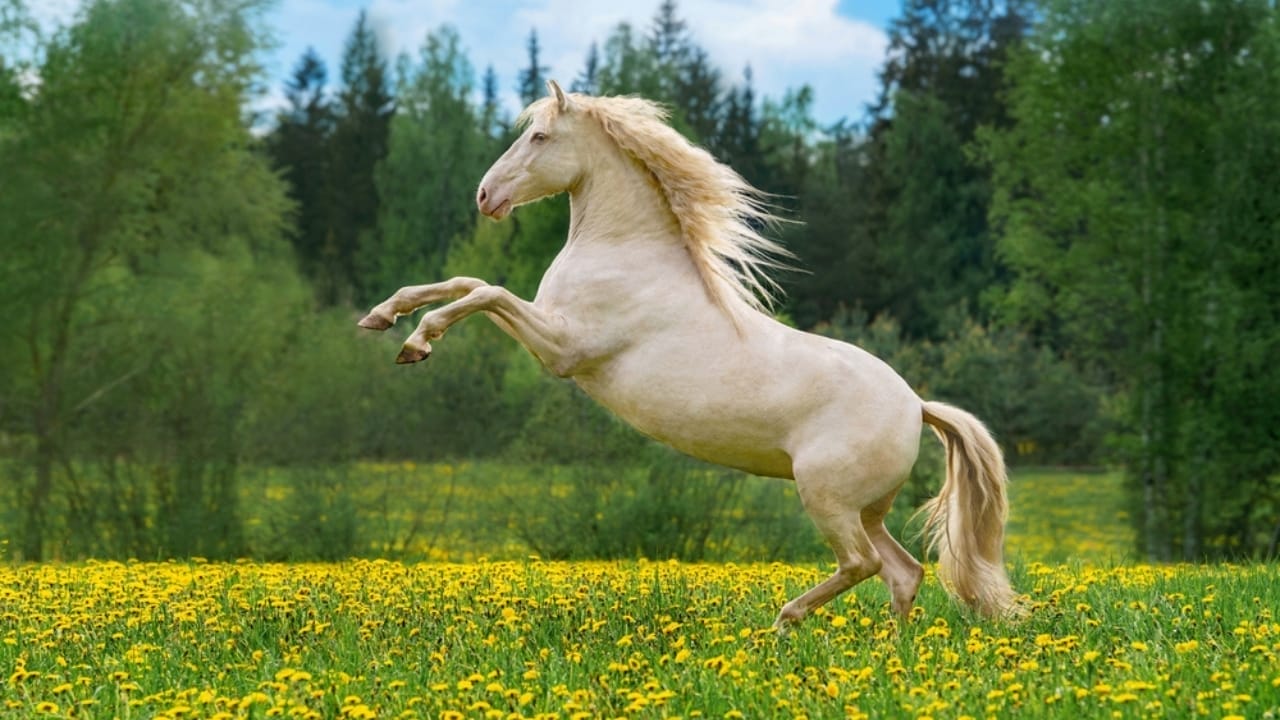 12 Lightning-Fast Horse Breeds That Were Born to Race 6 12 Lightning-Fast Horse Breeds That Were Born to Race - Andalusian ss2260490415